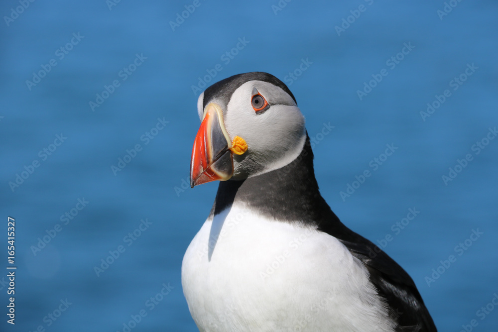 Naklejka premium Papageientaucher auf Lunga, Schottland 28