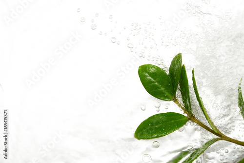 水と植物の葉
