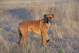 German Boxer Dog, male standing in dry grass, looking back, beautiful late afternoon sunlight
