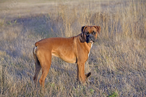German Boxer Dog  male standing in dry grass  looking back  beautiful late afternoon sunlight