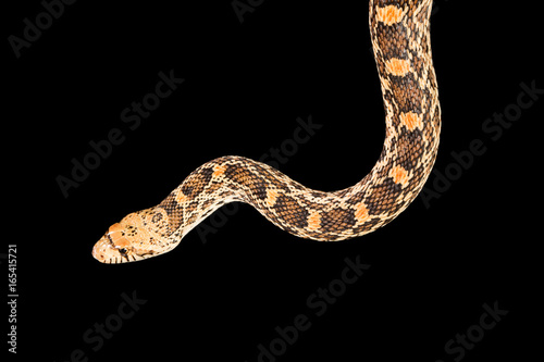 Snake isolated on black photo