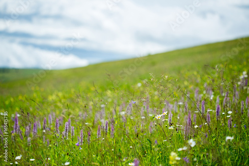 Beautiful meadow field with wild flowers.