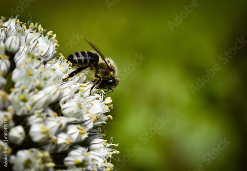 Bee on lunch © Jozef Jankola