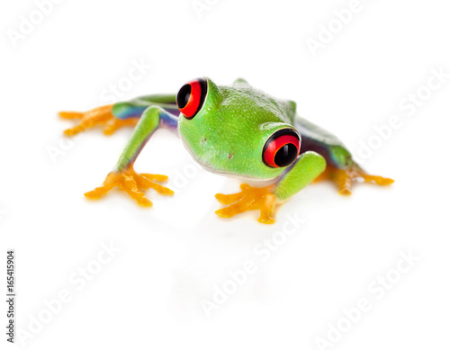 Red eyed frog isolated on white