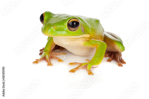 Leinwand Poster Watching tree frog