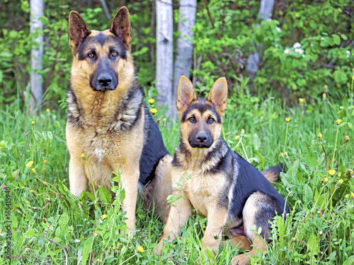 German Shepherd Dog and puppy sitting together in summer field  trees in background.