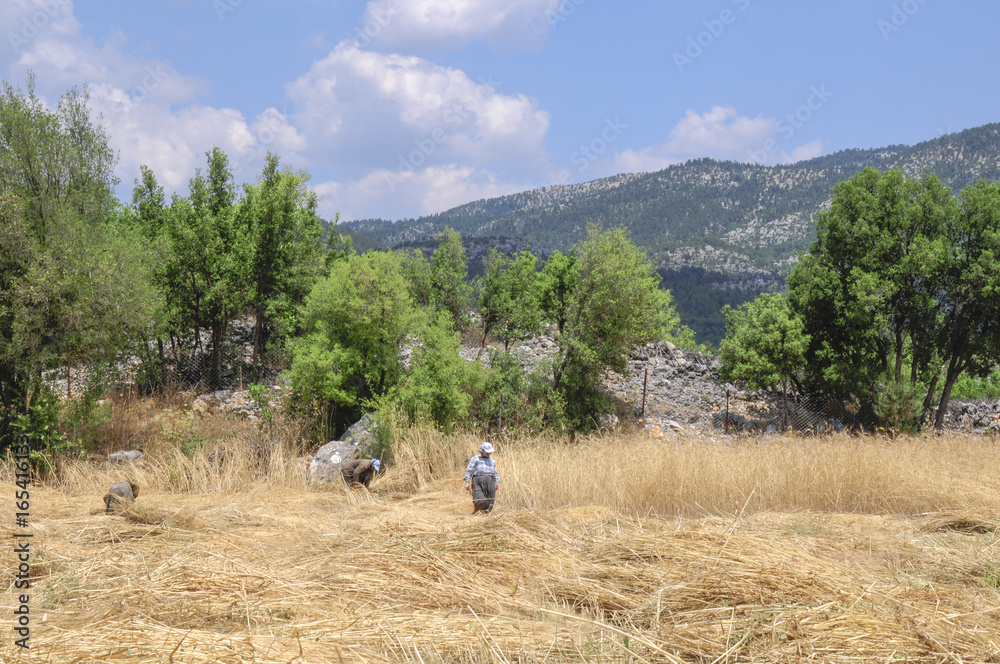 Traditional wheat harvest