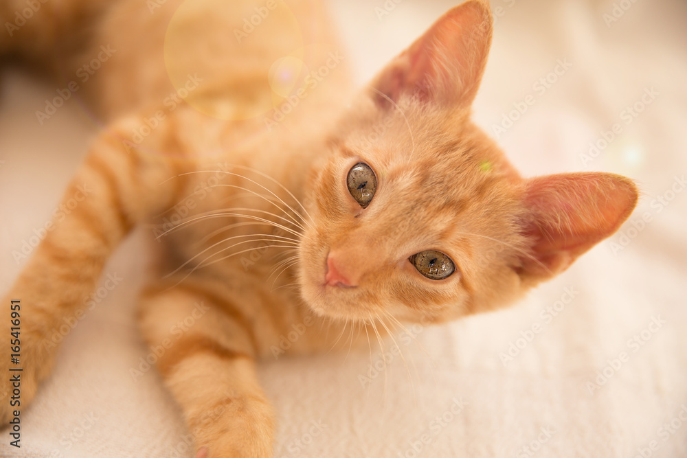 Yellow kitten looking at the camera / Cute little ginger cat lying down on white background