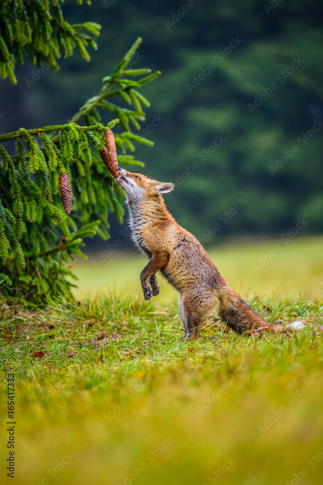 Red fox in the woods(Vulpes vulpes) Red fox in the woods(Vulpes vulpes)