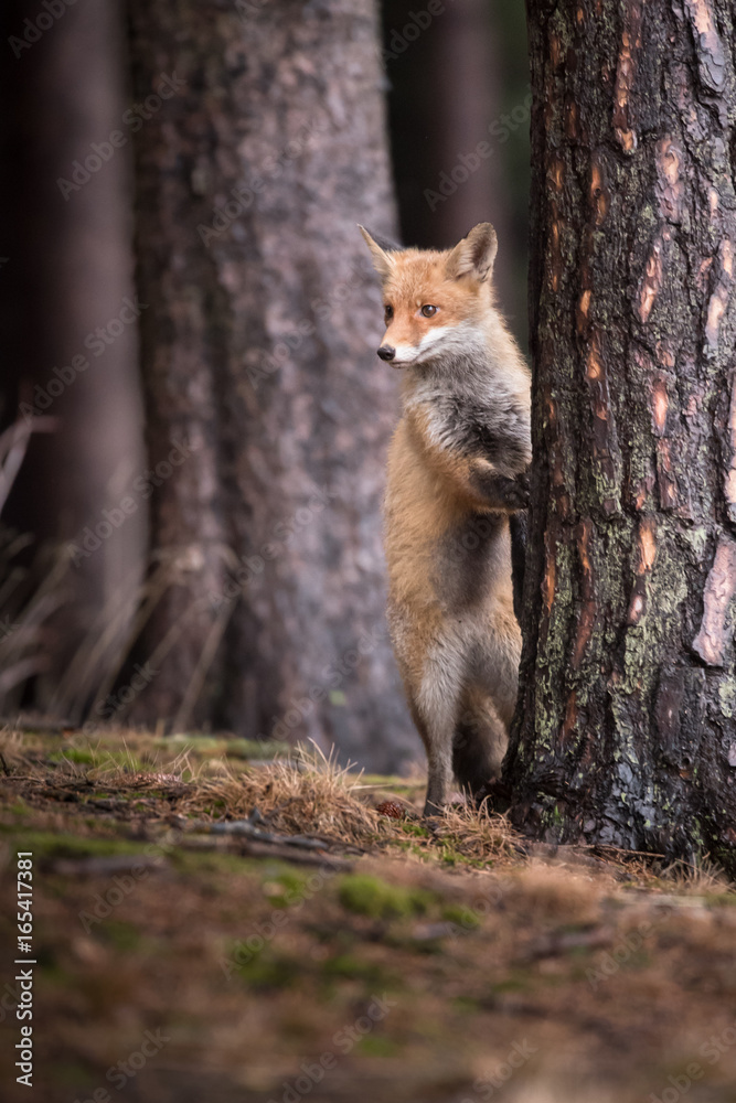 Fototapeta premium Red fox in the woods(Vulpes vulpes)