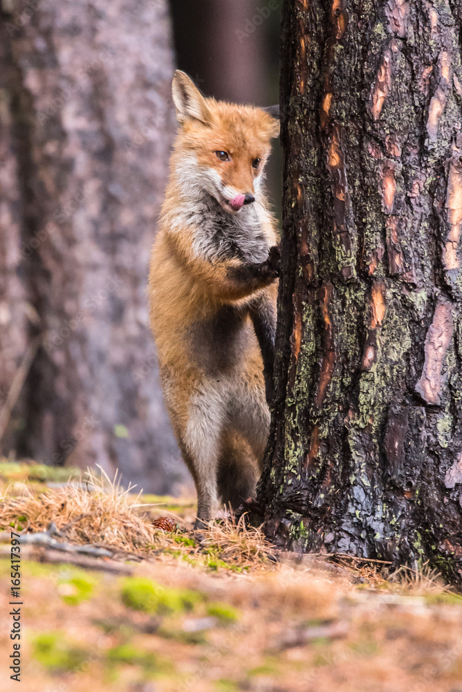 Red fox in the woods(Vulpes vulpes) Red fox in the woods(Vulpes vulpes)