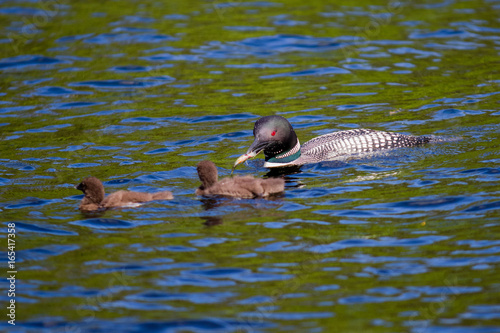 Bild auf Leinwand Parent Loons feeding Kids