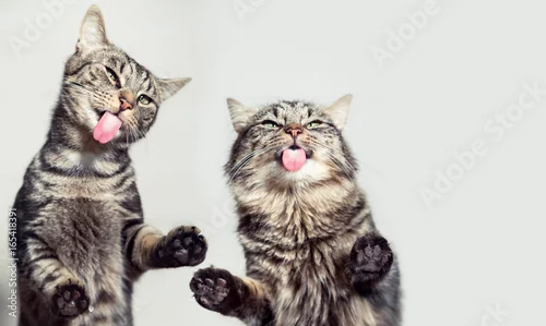 Obraz Śmieszne, słodkie koty