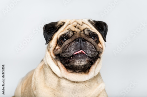 studio shot of cute pug dog, isolated on grey © LIGHTFIELD STUDIOS