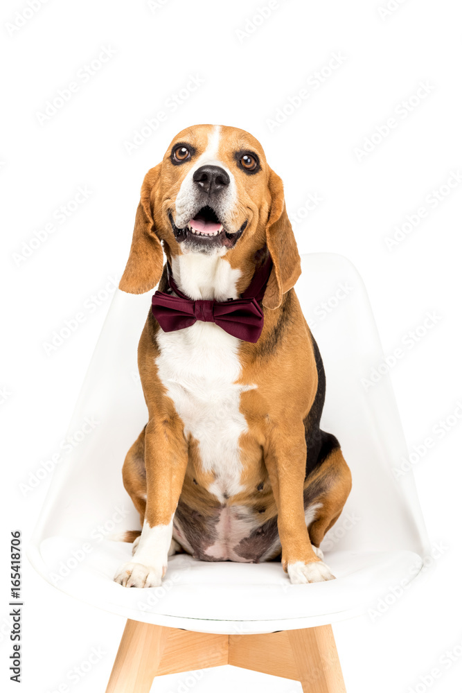 beagle dog in bow tie sitting on chair, isolated on white