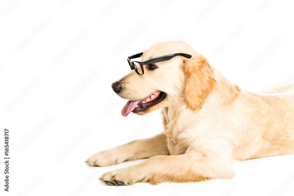 funny golden retriever dog in eyeglasses, isolated on white