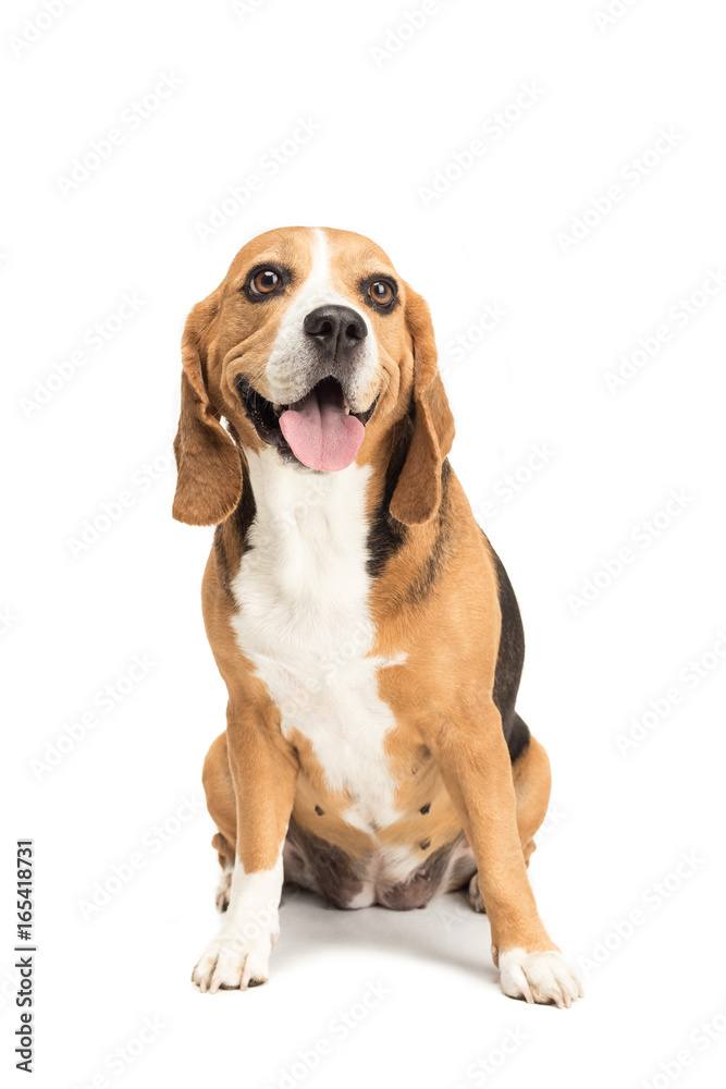 cute furry beagle dog sitting isolated on white