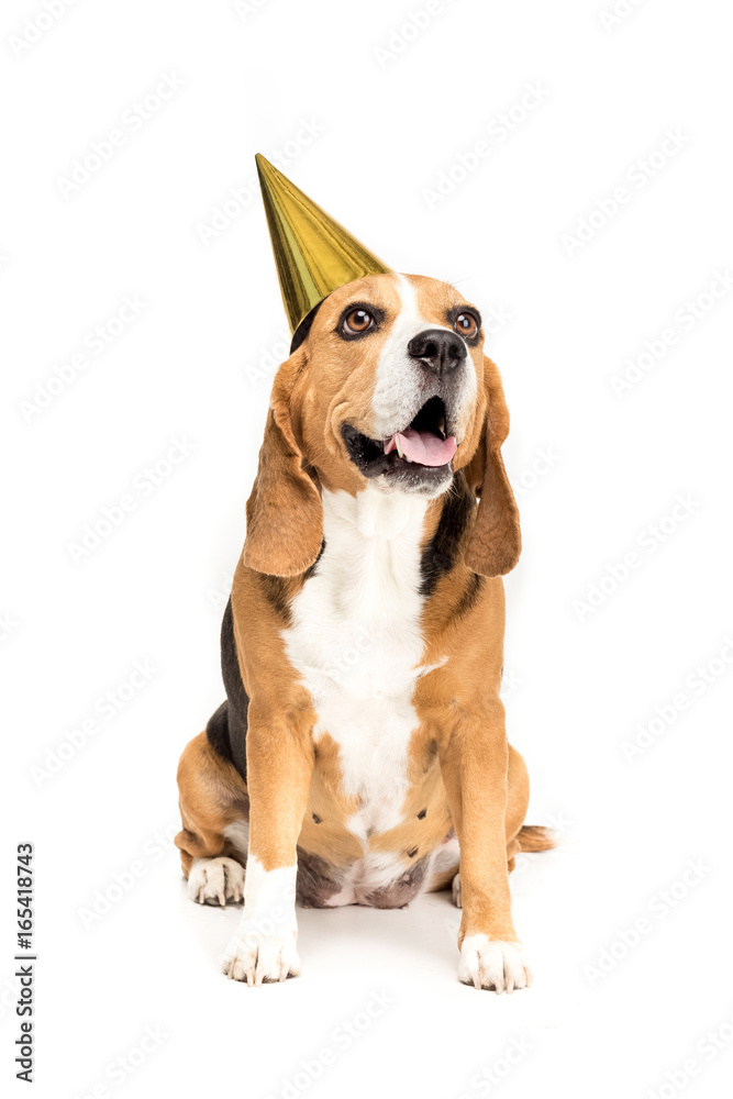 funny beagle dog in golden party hat, isolated on white