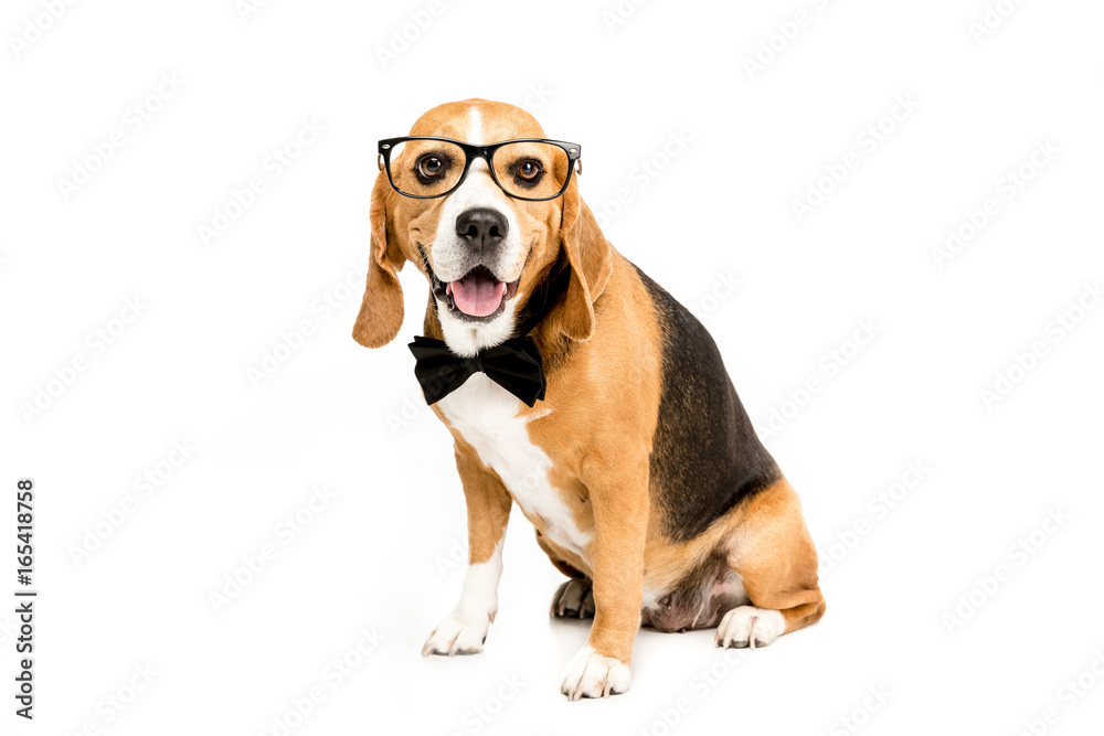 funny beagle dog sitting in eyeglasses and bow tie, isolated on white