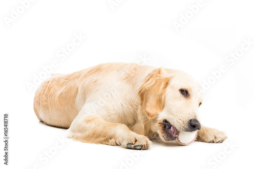 golden retriever dog playing with ball, isolated on white