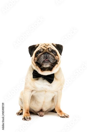 studio shot of funny pug dog in bow tie  isolated on white