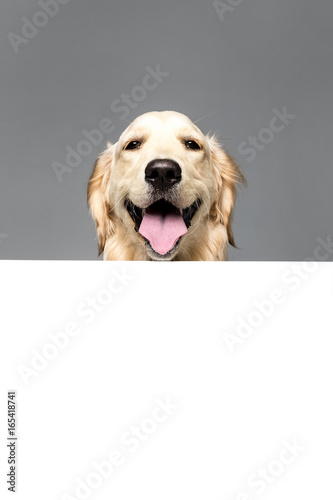 golden retriever dog with white empty blank, isolated on grey