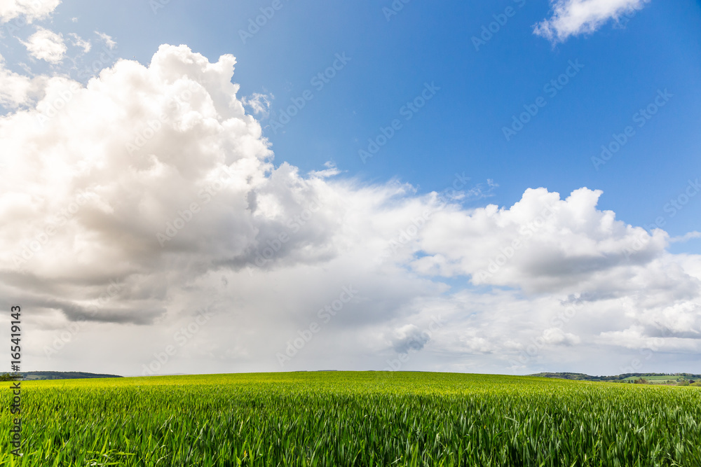 Ripening wheat under a blue sky in May Ripening wheat under a blue sky in May