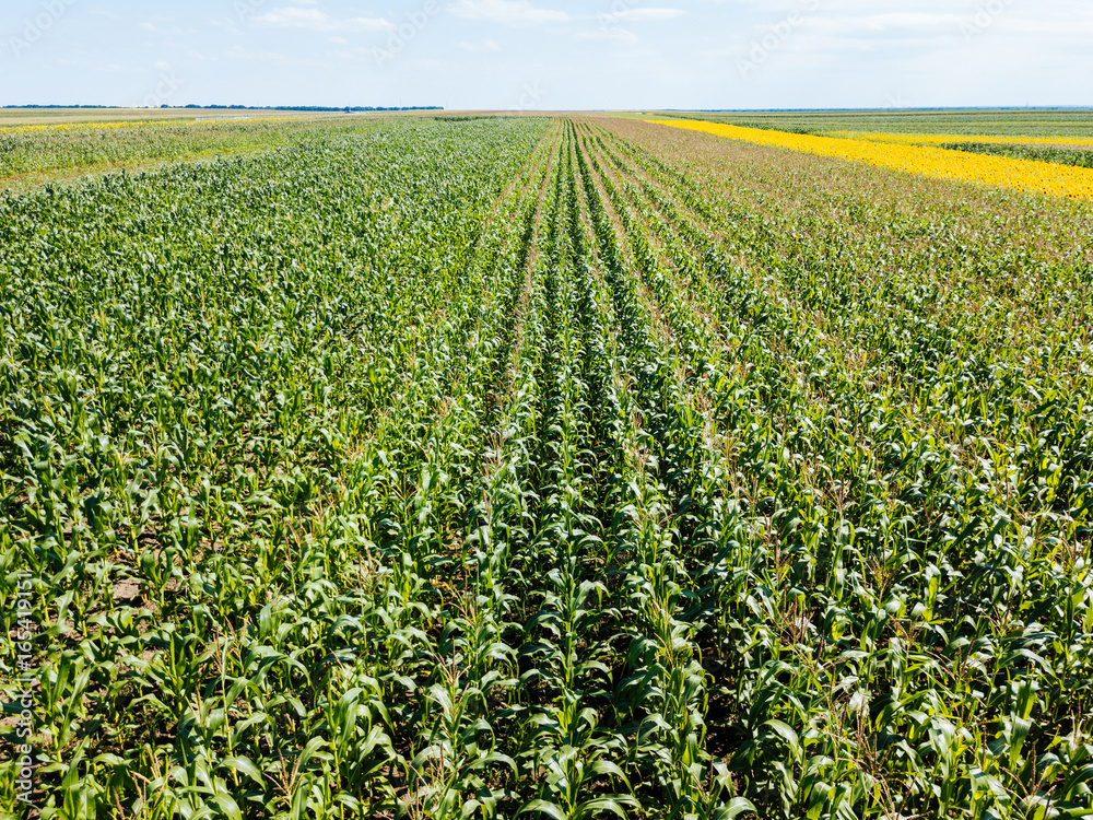 Aerial Drone View Of Corn Field Ready To Be Harvested