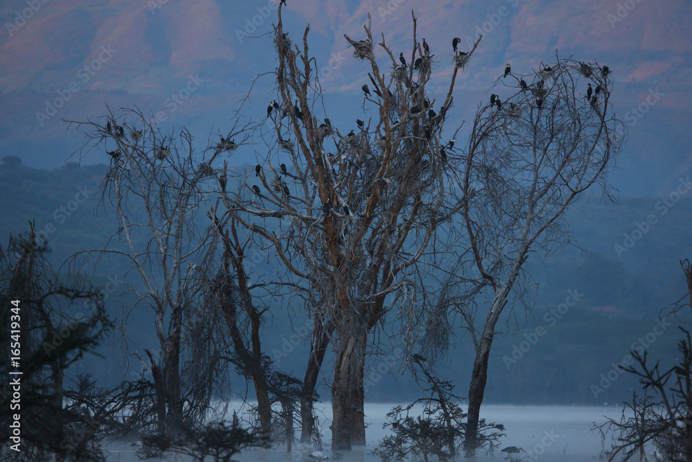 Fototapeta premium swamp