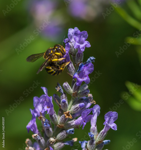 Wasp in the garden on a hot day © Manuel Lacoste