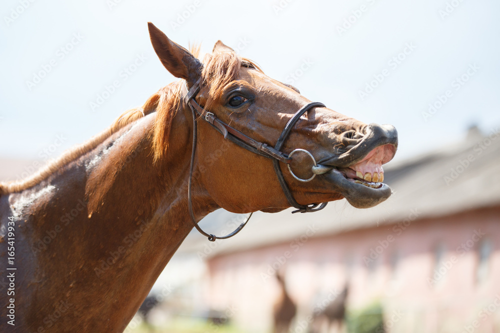 Naklejka premium Sorrel horse gives a smile. Funny horse portrait at farm
