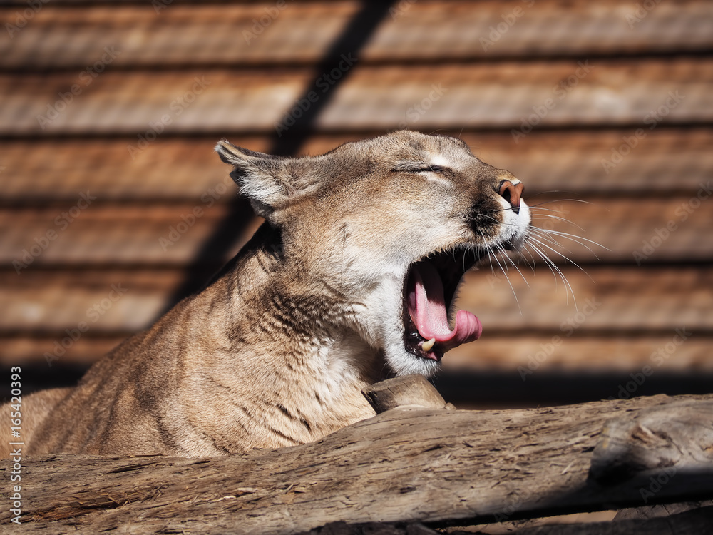Puma serious close-up at sun showing teeth Stock Photo | Adobe Stock