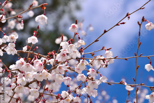 マメザクラの花