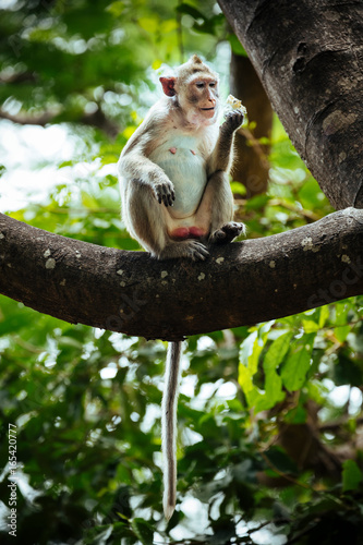 Long tail macaque monkey