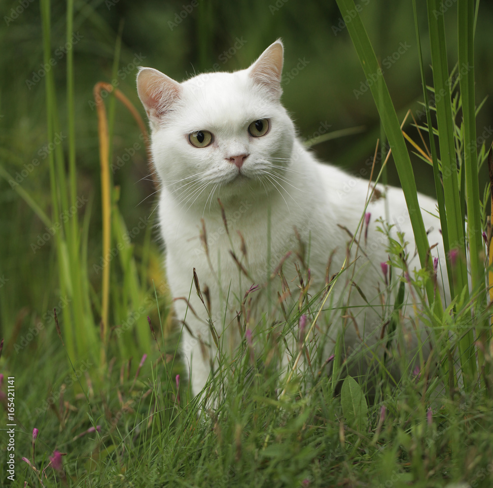 very funny white cat sitting in the grass