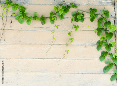 Green ivy on old wood wall.Can be used for background image, advertising.