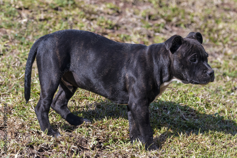  Black Staffordshire Bull Terrier Puppy Standing on Dry Lawn