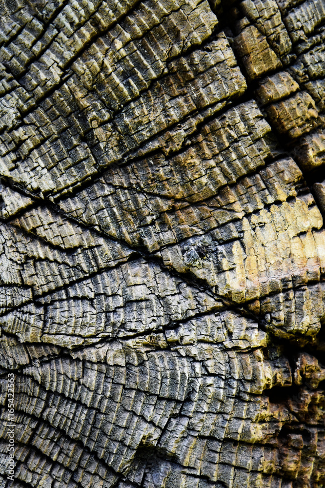Fototapeta premium Abstract structure of old wood