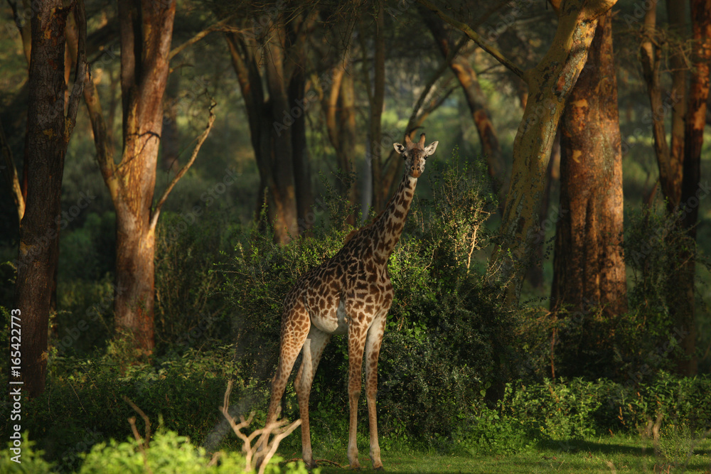 Fototapeta premium giraffe