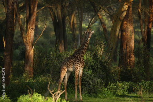 giraffe