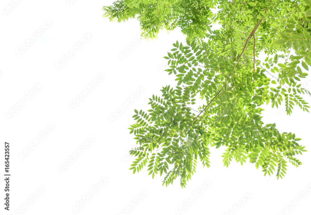 Green leaves on a white background Green leaves on a white background