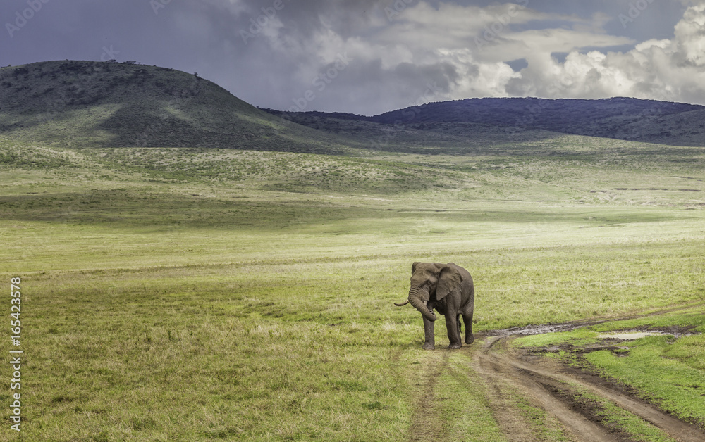 Elephant walking alone, Serengeti, Tanzania Elephant walking alone, Serengeti, Tanzania