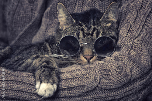 Katze mit Sonnenbrille photo