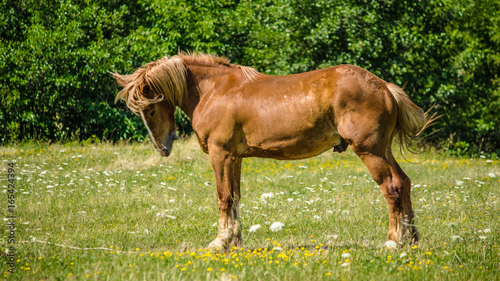 Fototapeta premium Horse on the meadow.