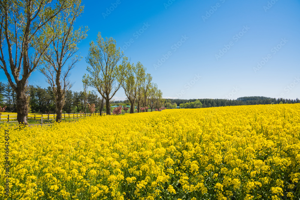 絶景、菜の花畑と並木道 / 下北半島の菜の花畑の中を通る並木道、桜も咲いて絶妙なコントラストを見せる。５月の初旬に菜の花は満開となる。