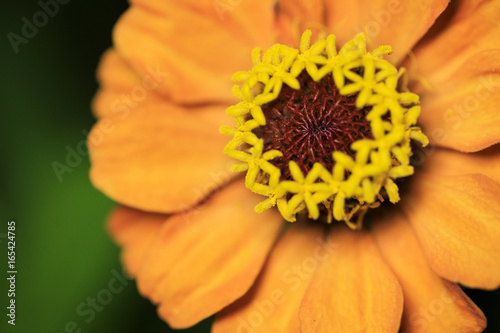 Fototapeta Naklejka Na Ścianę i Meble -  Zinnia Flower