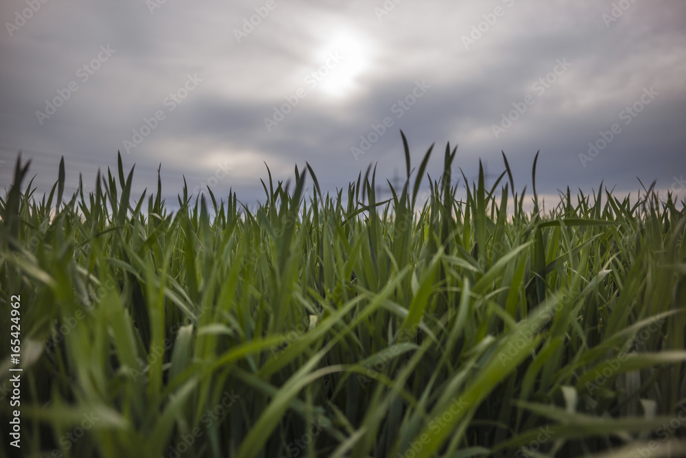 Gerstefeld mit Himmel und Wolken Gerstefeld mit Himmel und Wolken