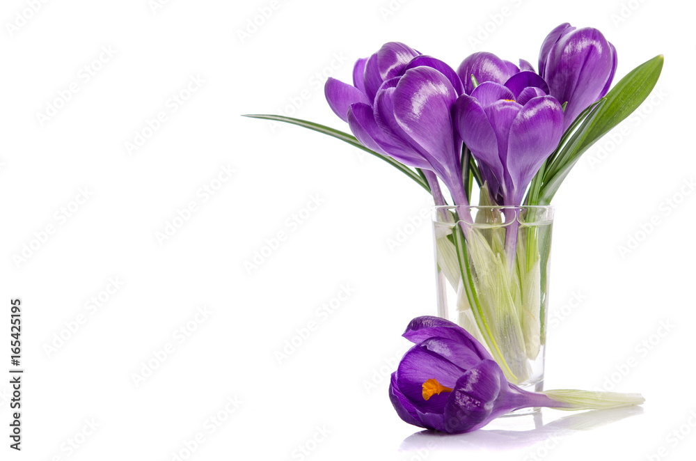 bouquet from crocus flowers in vase isolated on white bouquet from crocus flowers in vase isolated on white
