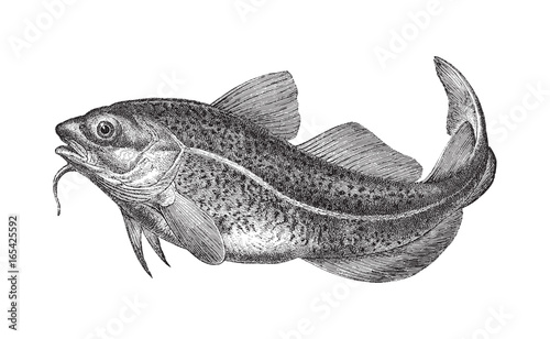 Atlantic cod (Gadus morhua) - vintage illustration  photo