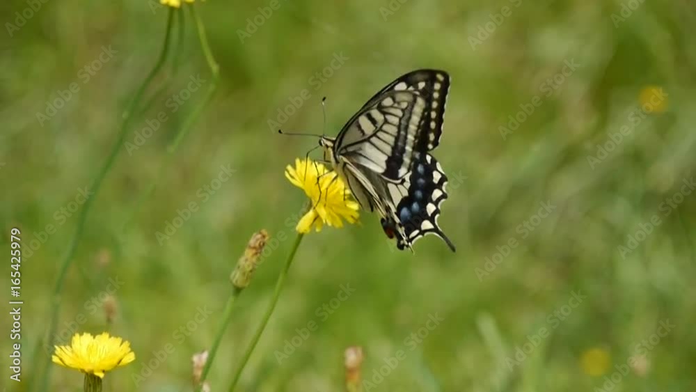 タンポポとアゲハ蝶